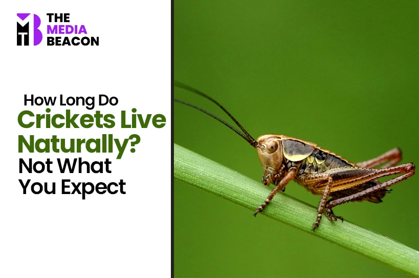 How Long Do Crickets Live Naturally? Not What You Expect