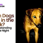 Can Dogs See in the Dark