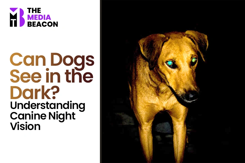 Can Dogs See in the Dark? Understanding Canine Night Vision