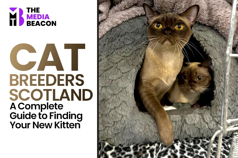 Cat Breeders Scotland: A Complete Guide to Finding Your New Kitten